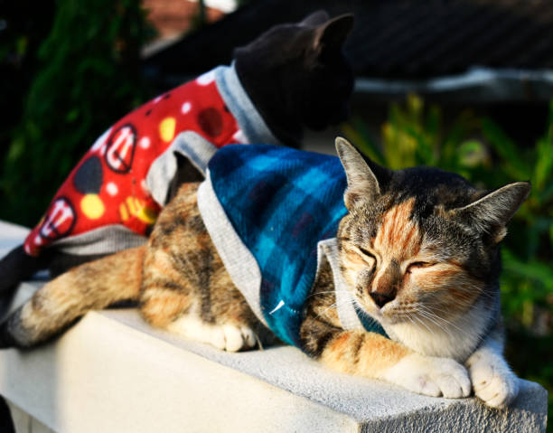 istock Multicolored cat and cute little black cat 1086626632