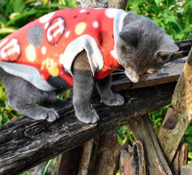 istock Cute little black cat 1086626688