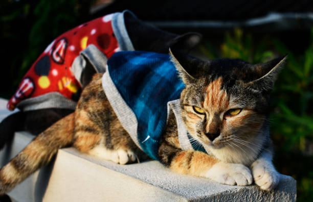 istock Multicolored cat and cute little black cat 1086626774