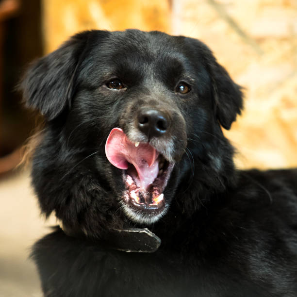istock Dog of grovel 1086628828