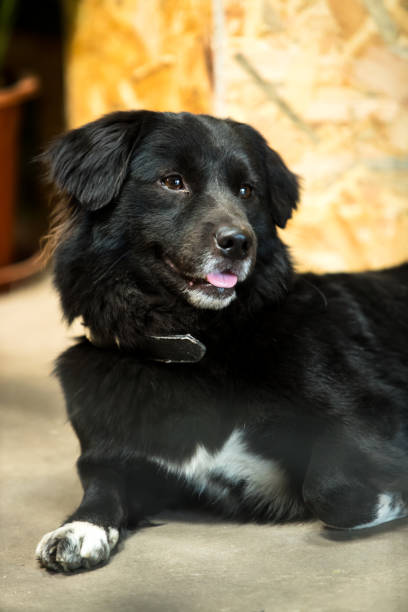 istock Dog of grovel 1086628962