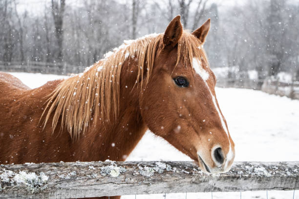 Brown horse behind fence