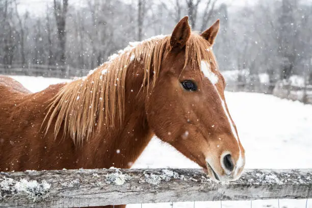 Photo of Brown horse behind fence