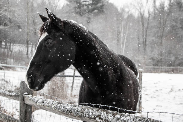 istock Beautiful black horse behind fence 1086631830