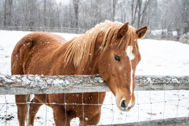 istock Brown horse behind fence 1086631856