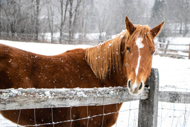 istock Brown horse behind fence 1086631888