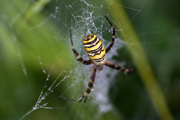 istock Wasp spider in the center of a web with dew drops 1086634220