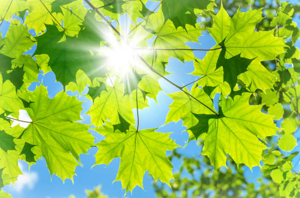A branch of maple tree leaves is highlighted by warm summer sunlight against a softly blurred green background. The detailed leaf shapes stand out, symbolizing growth, vitality, and the beauty of nature. The image conveys a serene and refreshing outdoor atmosphere.