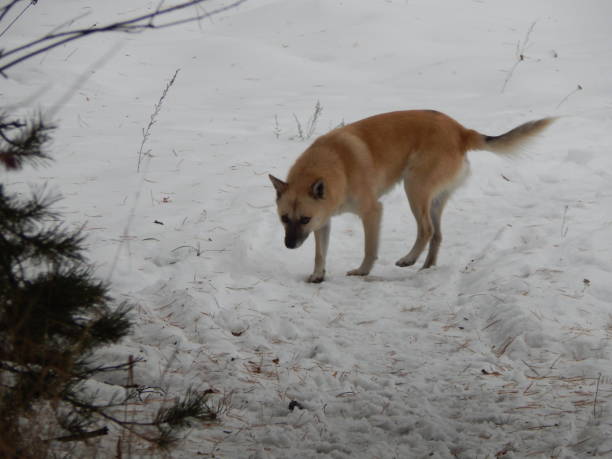 istock The dog walks through the snowy winter forest 1086634416