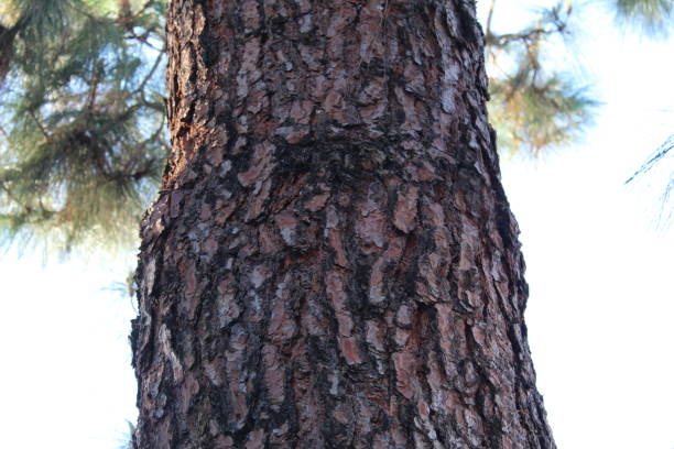 istock PINUS CANARIENSIS - BALDWIN HILLS - 112418 C 1086635726