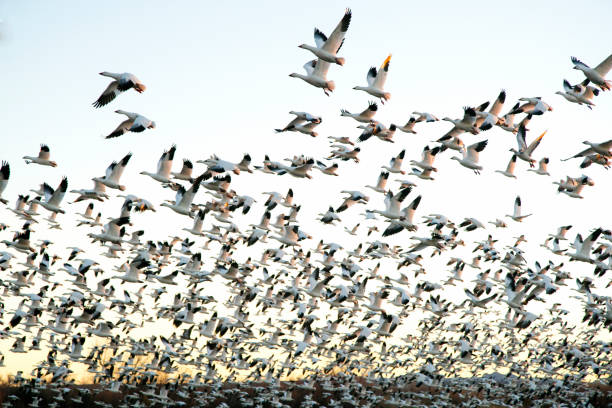 istock Snow Geese at Bosque Del Apache National Wildlife Refuge 1086635884