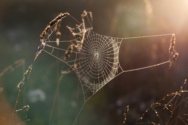 Spider Webs in Morning Sun.
