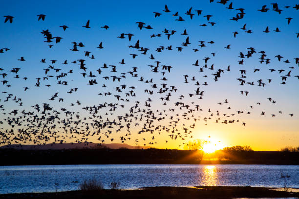 istock Snow Geese at Bosque Del Apache National Wildlife Refuge 1086637956