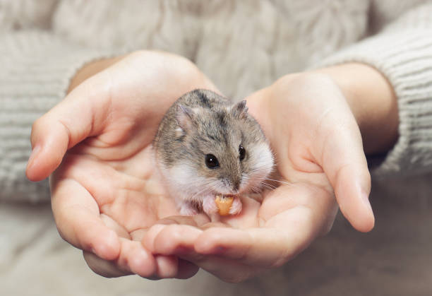 the child holds in his hands a hamster. the child holds in his hands a hamster. Hands close up. Little Djungarian hamster in child hands. animal arm photos stock pictures, royalty-free photos & images