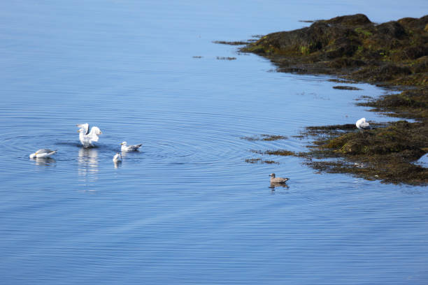 istock Low tide at Briar Island, Nova Scotia, Canada 1086639736