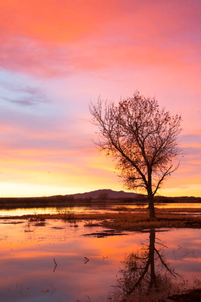 istock Sunrise at Bosque del Apache, New Mexico 1086640944