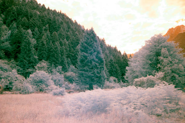 istock Infrared Photography in landscape 1086641476