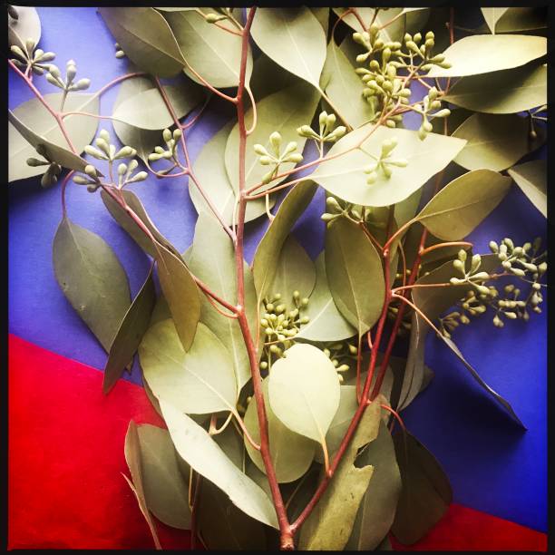 istock Eucalyptus with Red and Blue Paper 1086644136