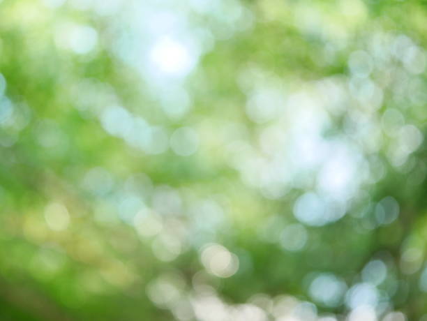 istock Abstract defocused green nature 1086644226