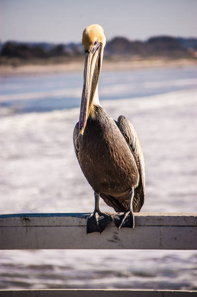 istock california brown pelican 1086645564
