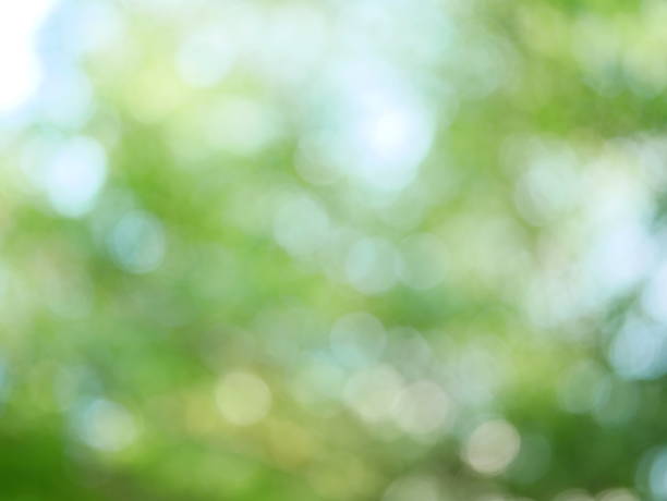 istock Blur park with bokeh light background nature 1086645570