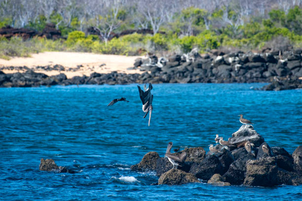 istock Fishing Brown pelican (Pelecanus occidentalis) at Galapagos, Ecuador 1086646048