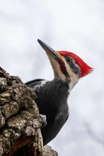 Male Pileated Woodpecker emerging from a hollow tree