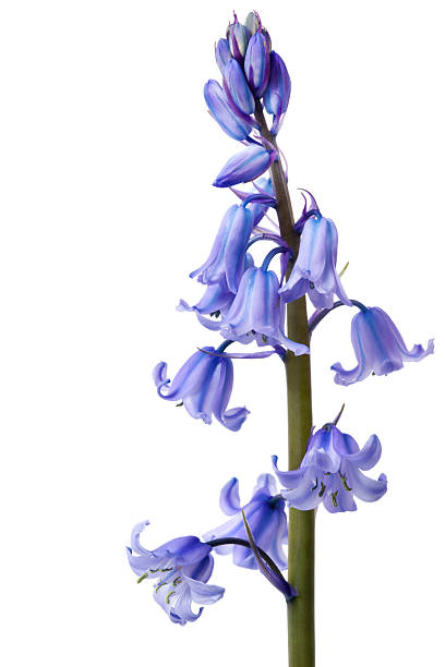 Purple flowers on white background Spring bluebells, in macro, isolated on white background. More flowers: bluebell blue single flower close up stock pictures, royalty-free photos & images
