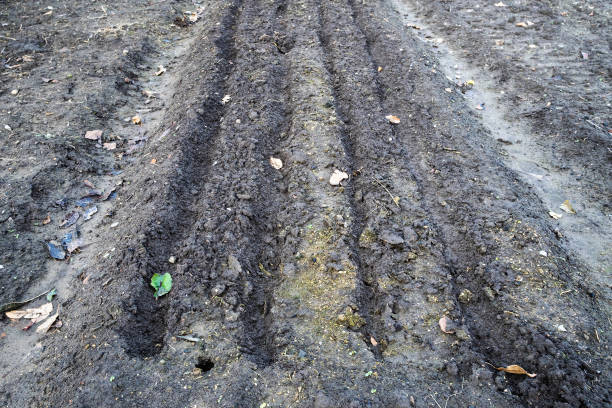 istock dug up garden beds in winter 1086652366