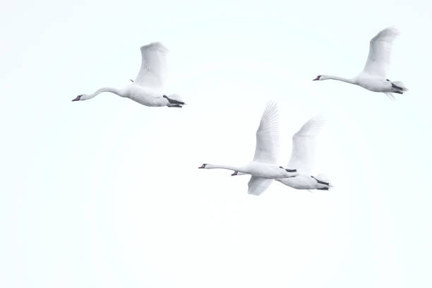 four swans flying against a light background