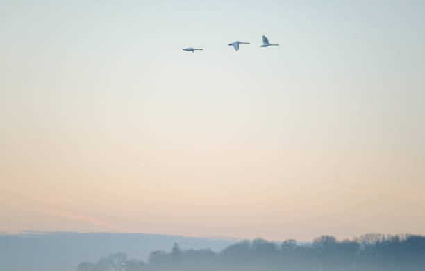 istock Three swans fly during the sunrise with the forest below the picture 1086652622