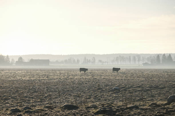 istock two cows in backlight on a field a winter morning 1086654102