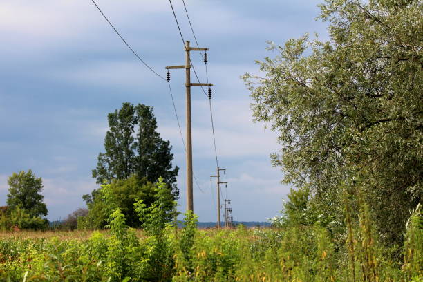 Concrete utility poles in a row connected with electrical wires and surrounded with high uncut grass, flowers, trees and other forest vegetation on cloudy blue sky background