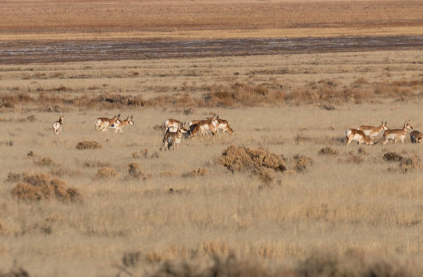 istock Herd of Pronghorn Antelope 1086656606