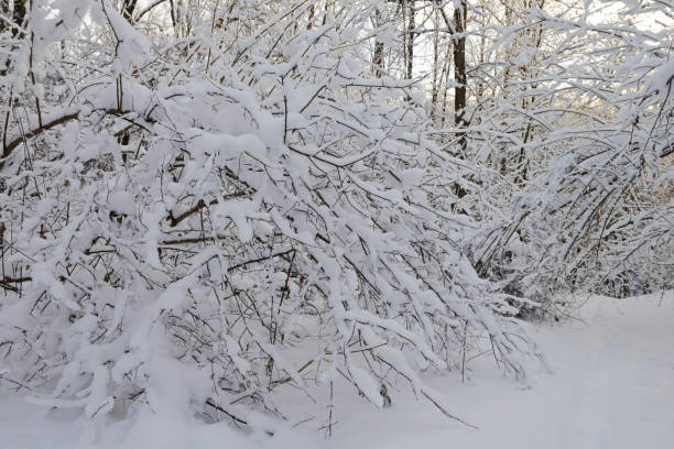istock snowy winter forest with snowdrifts in the early morning 1086656708