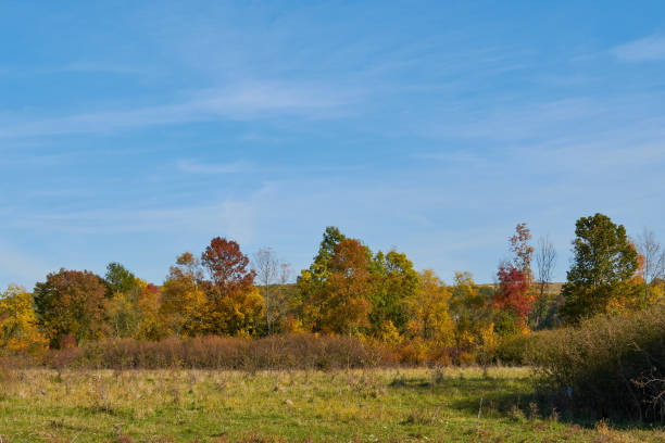 istock Autumn landscape with colorful trees 1086657168