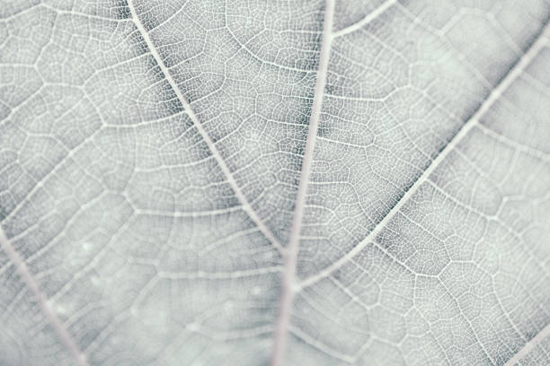 istock Grape leaf, gray toned, macro. Close up texture with copy space for design. 1086658704