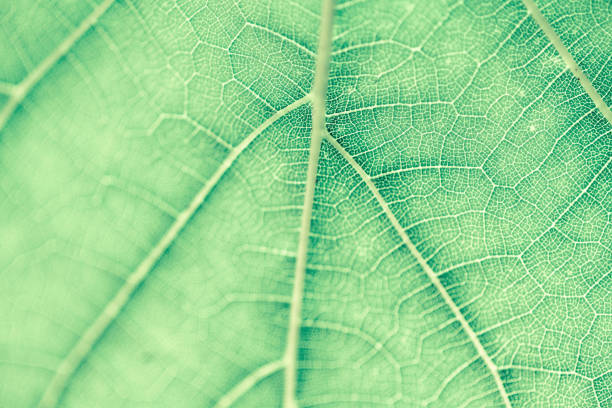 istock Grape leaf, green toned, macro. Close up texture with copy space for design. 1086658732