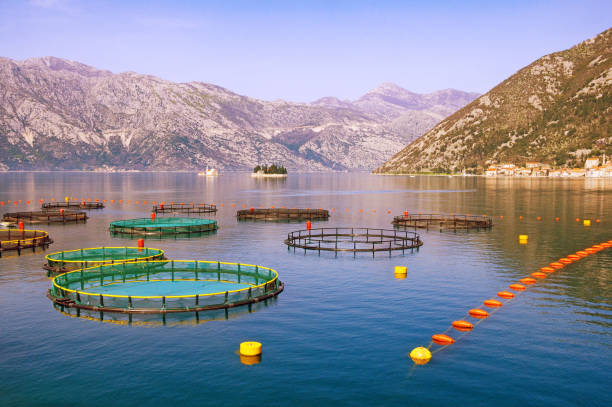istock Fish farm in Adriatic Sea 1086659724