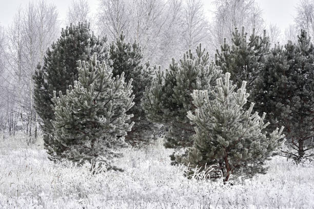 Winter frosted pine tree, field grass, white cloudy sky