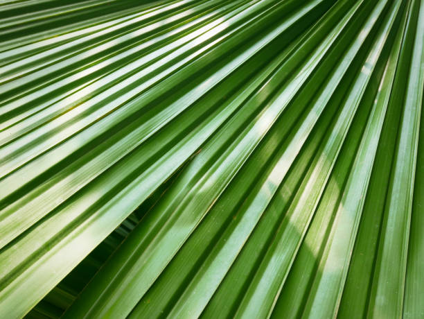 istock Palm leaves green background 1086660004