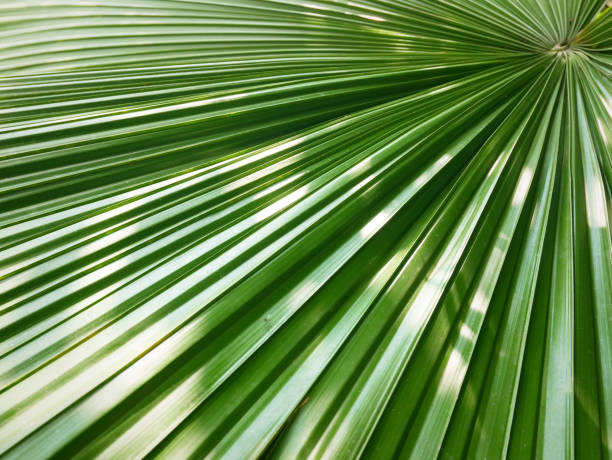 istock Palm leaves green background 1086660050