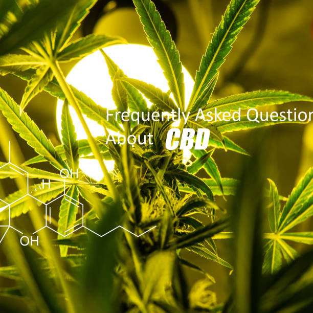 istock Marijuana trichomes on a flowering plant. CBD elements inside cannabis buds 1086665292