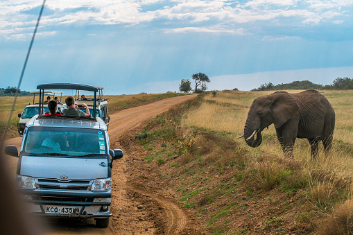 Masai Mara, KENYA - September 4, 2018. Tourists on a jeep photograph an adult elephant