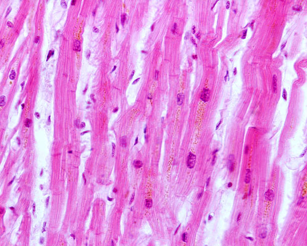 istock Human myocardium. Lipofuscin 1086669158
