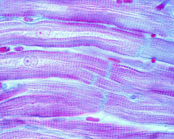 istock Cardiac muscle fibers. Pasini method 1086669192