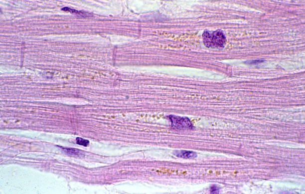 istock Cardiac myocytes. Lipofuscin 1086669324