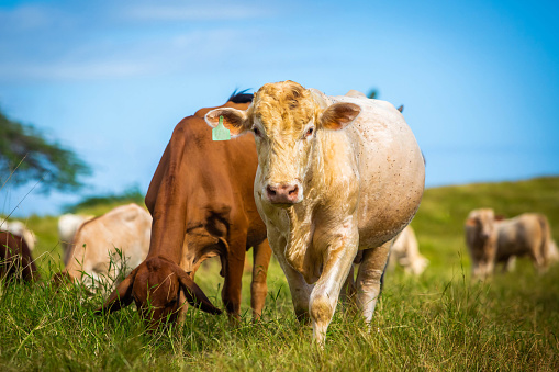 Beautiful cattle standing in the field of grass farm raised