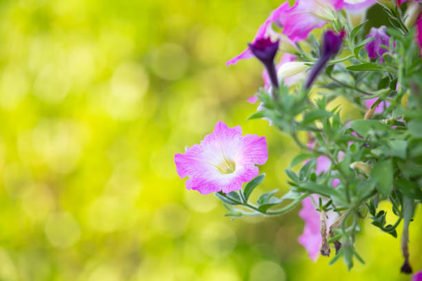 Petunia in garden with blurred background.Petunia in garden with blurred background.