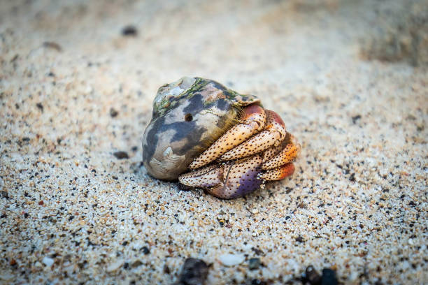 istock Hermit Crab in seashell crawling on the shore 1086669938
